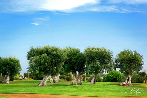 Wedding photographer in Ostuni, Apulia - Coralla Olivieiri Photographer